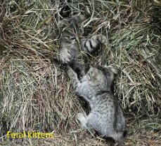 19-SRV05223edited with text